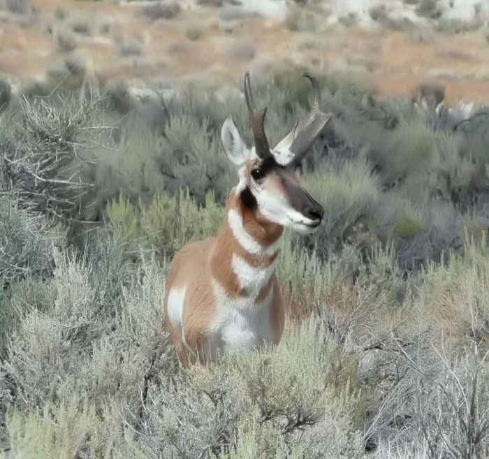 Antelope picture